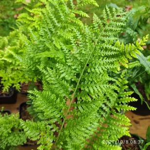 Polypodium vulgare &amp;#039;Trichomanoides Backhouse&amp;#039; Visuel