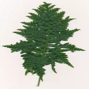 Polypodium cambricum &amp;#039;Pulchritudine&amp;#039; Visuel