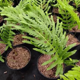 Polypodium cambricum &amp;#039;Semilacerum Falcatum O&amp;#039;Kelly&amp;#039; Visuel