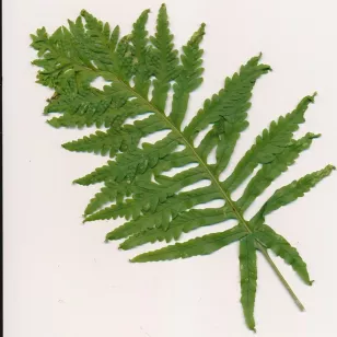 Polypodium cambricum &amp;#039;Herbert Whitley&amp;#039; Visuel