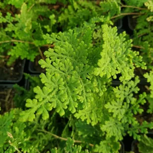 Selaginella involvens Visuel