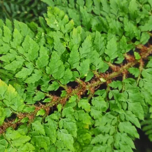 Polystichum setiferum Tripinnatum Group Visuel