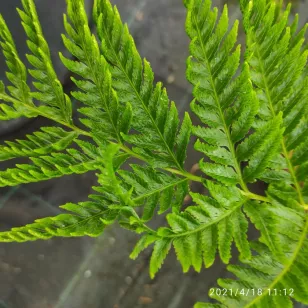 Pteris dentata Visuel