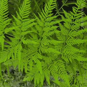 Pteris tremula Visuel