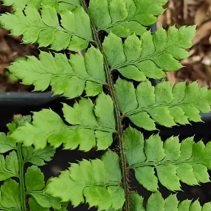 Polystichum woronowi Visuel