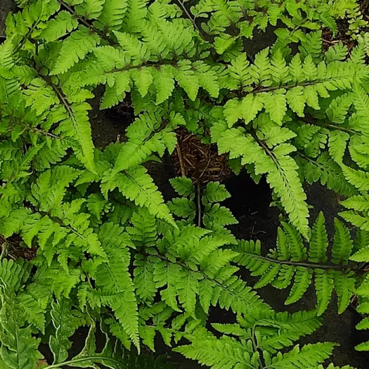 Athyrium niponicum Anisocampium niponicum principal