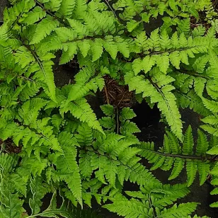 Athyrium niponicum Anisocampium niponicum Visuel