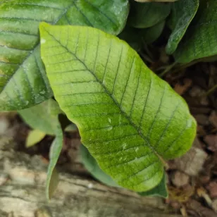 Pyrrosia similis Visuel