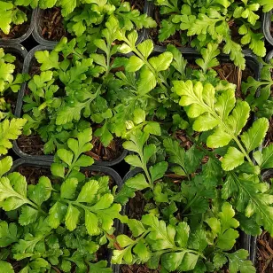 Asplenium marinum Visuel