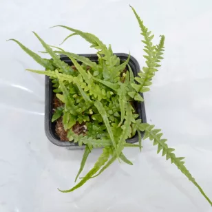 Asplenium ebenoides Visuel