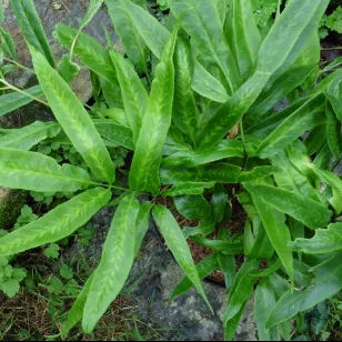 Coniogramme japonica &amp;#039;Flavomaculata&amp;#039; Visuel